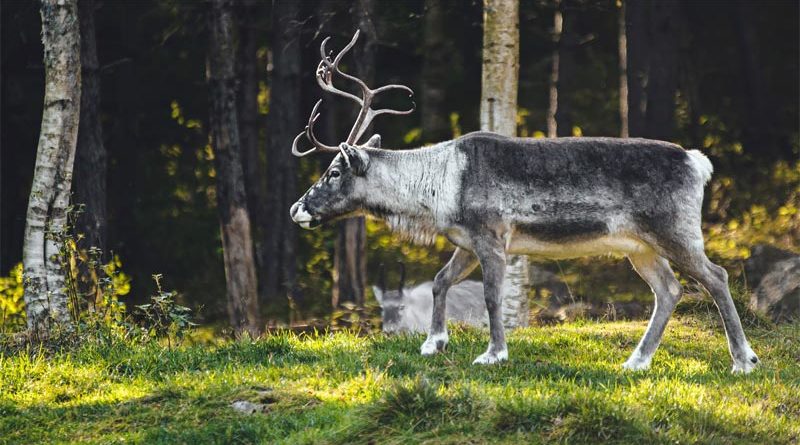 Windräder Sami Rentiere Norwegen