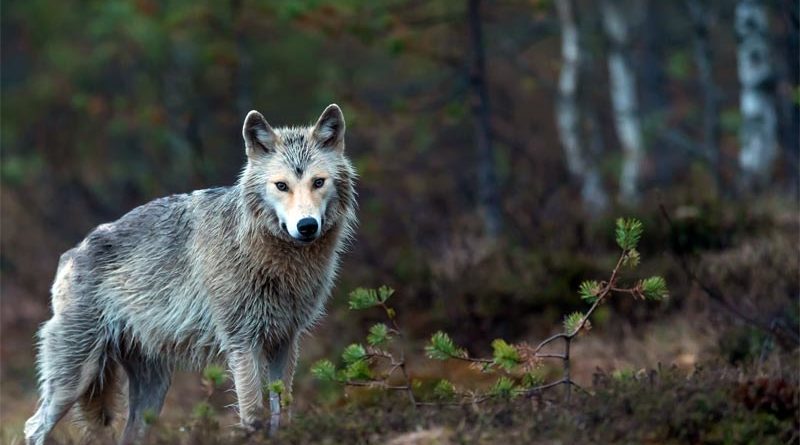 Wolf Finnland