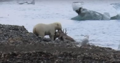 eisbär rentier spitzbergen