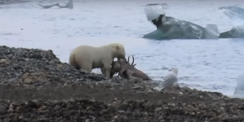 eisbär rentier spitzbergen