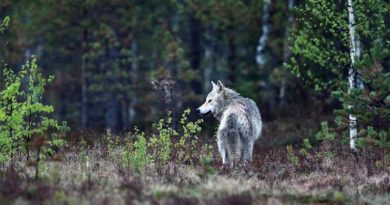 Wölfe in Finnland