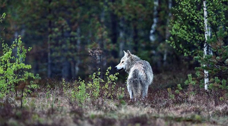 Wölfe in Finnland