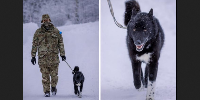 hund socks estland