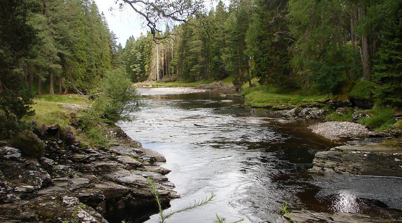 dee wildlachs baum