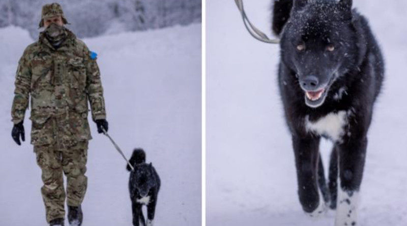 estland NATO hund socks