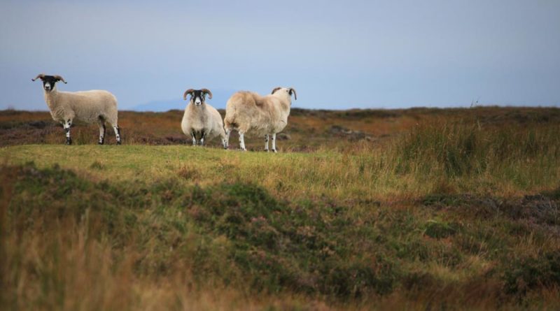 Schafe Schottland Wester Ross