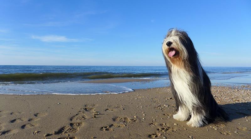 Britische Hunderasse Bearded Collie