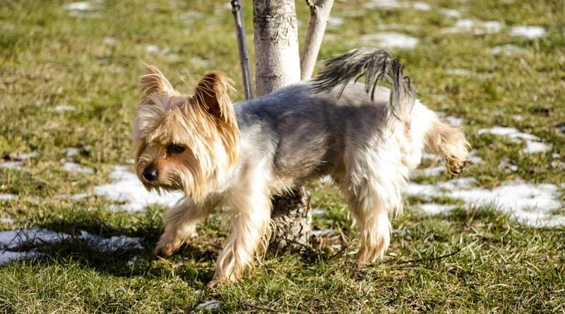 Cairn Terrier Britische Hunderassen