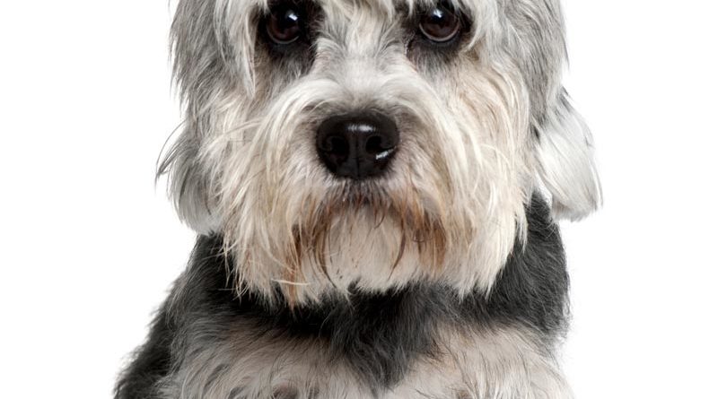 Dandie Dinmont Terrier britische Hunderasse