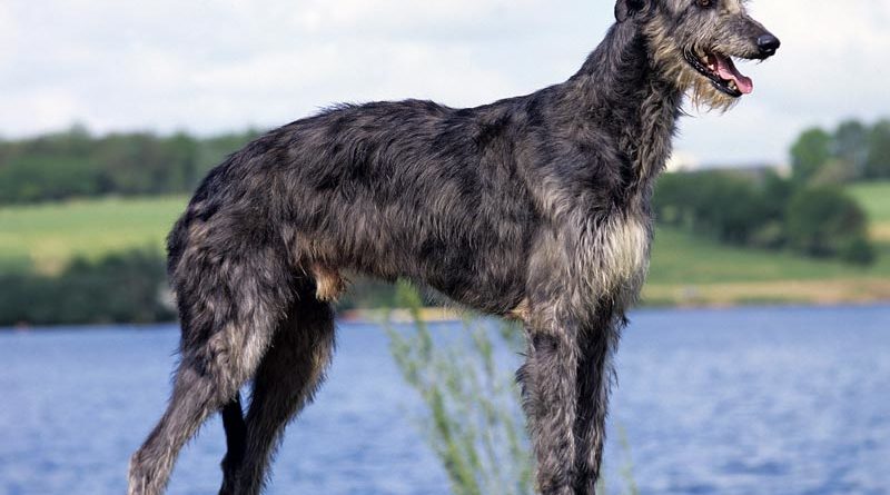 Scottish Deerhound britische Hunderasse