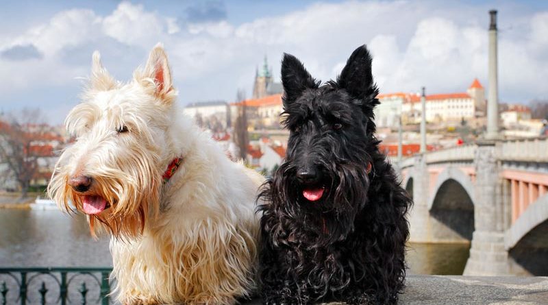 Britische Hunderassen Scottish Terrier