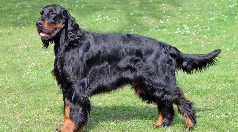 Gordon Setter Britische Hunderasse