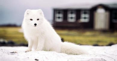 Polarfuchs Norwegen