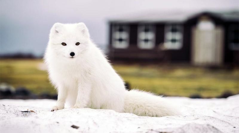 Polarfuchs Norwegen