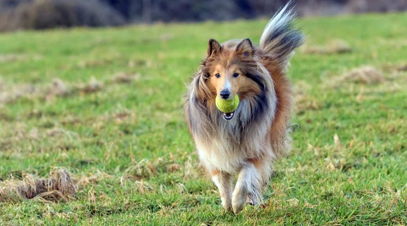 Sheltie Britische Hunderassen