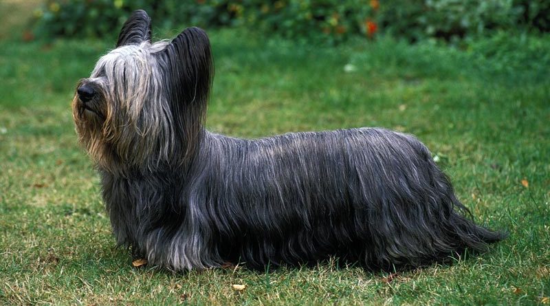 Britische Rasse Skye Terrier