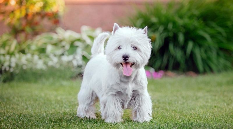 Westie Britische Hunderasse Cesar Werbung