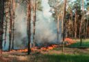 Lettland: Schon 170 Waldbrände dieses Jahr – Behörden warnen vor Unachtsamkeit