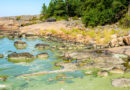 Finnland: Blaualgen breiten sich in Gewässern aus – aber derzeit keine Notsituation