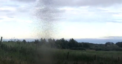 Schottland: „Tornado“-Mückenschwarm in Kinross bei Loch Leven gefilmt