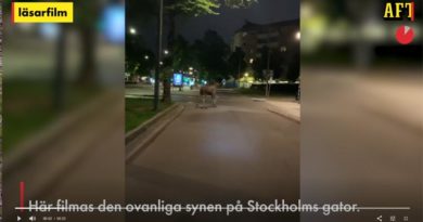 Elch Stockholm frei