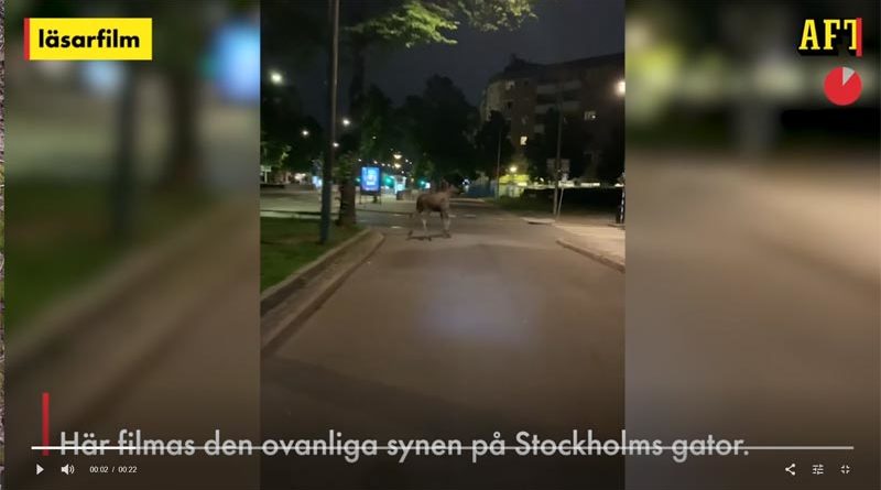 Elch Stockholm frei