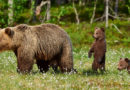 Finnland: Zahl der Bärenpopulation hat sich seit Anfang der 2000er ungefähr verdoppelt