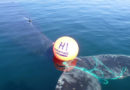 Norwegische Küstenwache befreit „völlig erschöpften“ Wal in Barentssee aus Notlage