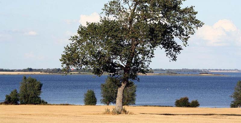 Hitzewelle Dänemark Wetter