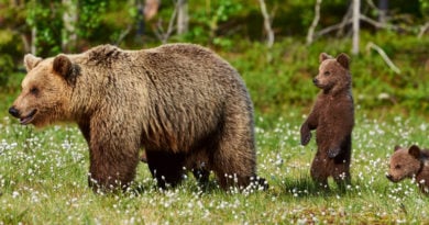 braunbaer Lettland