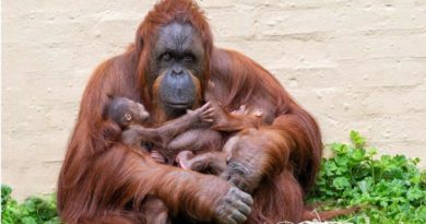 Dudley Zoo and Castle Orang Utan