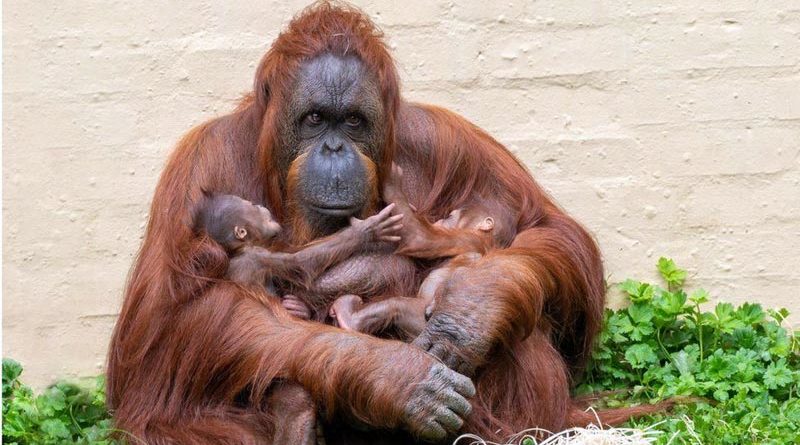 Dudley Zoo and Castle Orang Utan