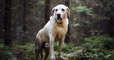 Pilzvergiftung Hund Symptome