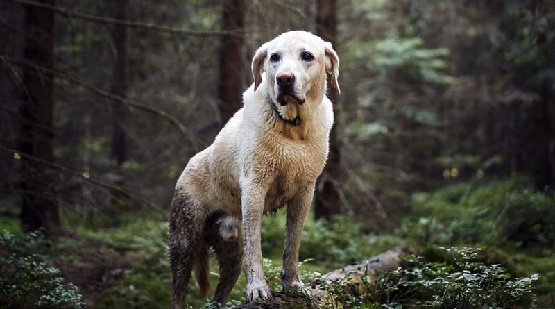 Pilzvergiftung Hund Symptome