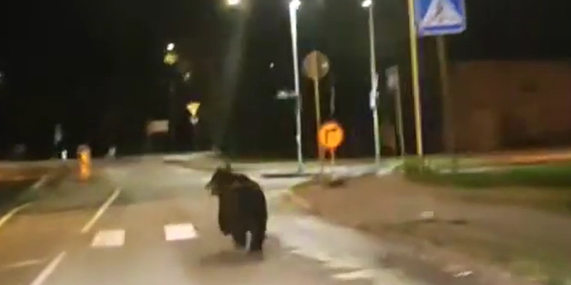 Estland: Der Bär ist noch in der Stadt – Bewohner von Tartu sollen wachsam sein