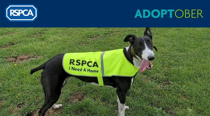 RSPCA