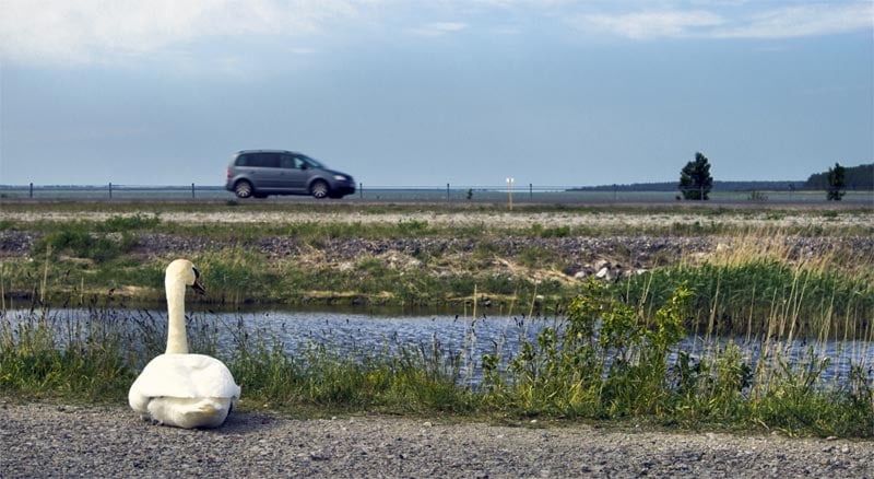 Väinatamm Muhu Saaremaa Umwelt