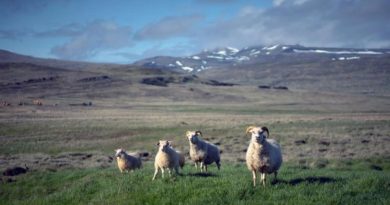 Schafe Menschen Einwohner Statistik