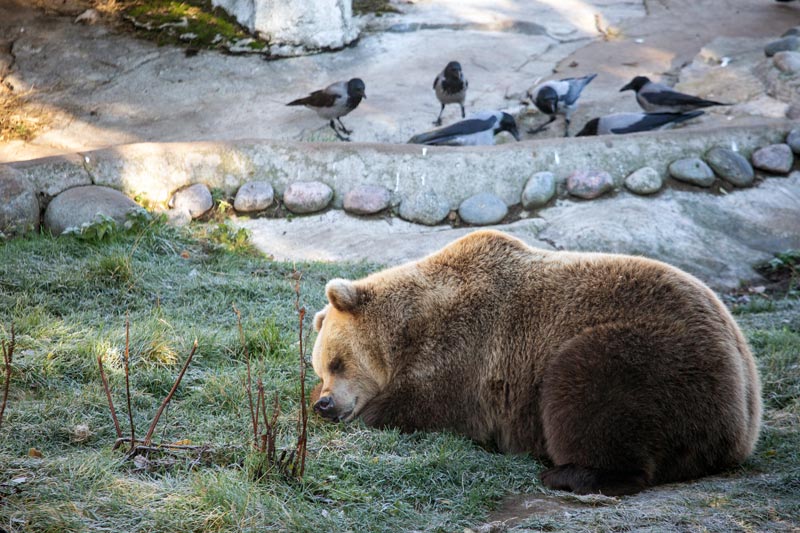 Zoo Helsinki Bären