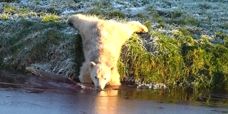 Eisbären Skandinavisk Dyrepark