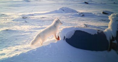 Finnland: Forscher haben ersten Polarfuchsbau seit über 25 Jahren entdeckt