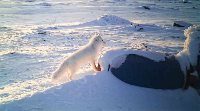 Finnland: Forscher haben ersten Polarfuchsbau seit über 25 Jahren entdeckt
