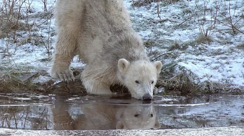 Eisbär Skandinavischer Wildtierpark