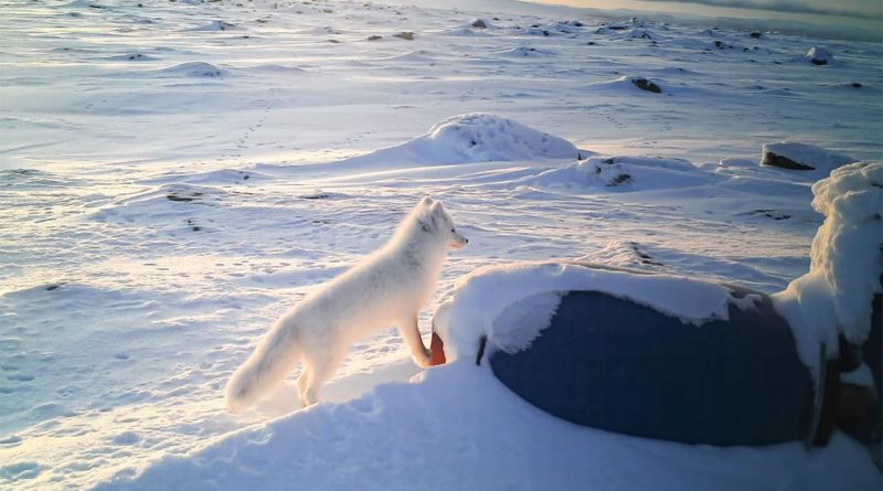 Polarfuchs Finnland