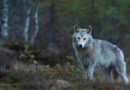 Lettland: Wolfsjagd wegen steigender Attacken auf Haus- und Nutztiere ausgeweitet