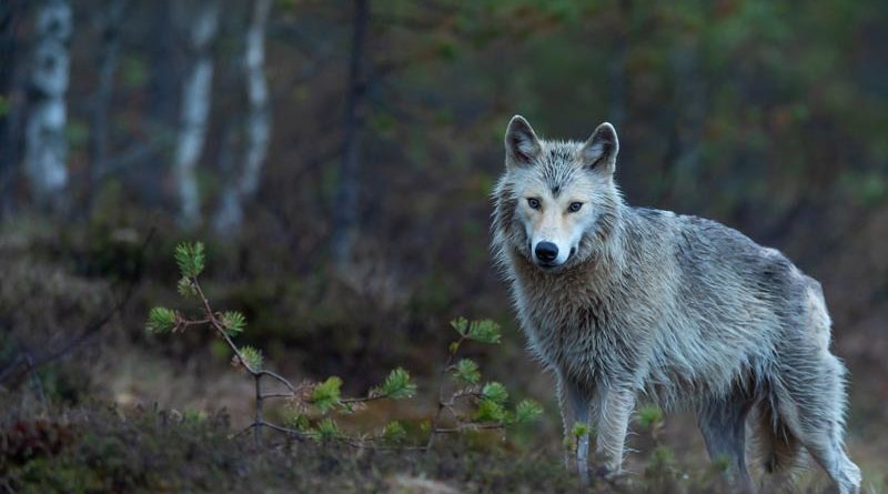 Lettland: Wolfsjagd wegen steigender Attacken auf Haus- und Nutztiere ausgeweitet