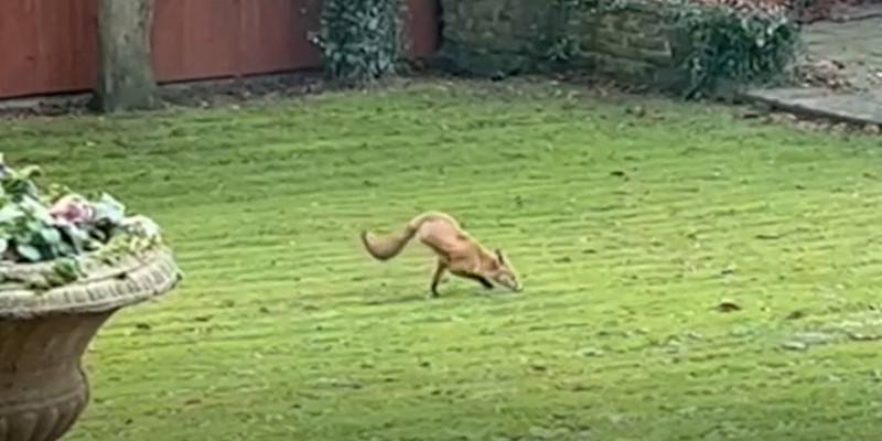 zweibeiniger fuchs england