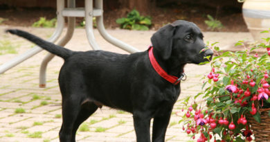 labrador retriever schwarz