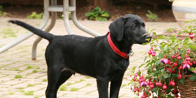 labrador retriever schwarz