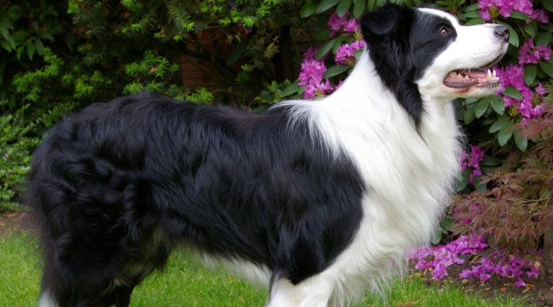 border collie